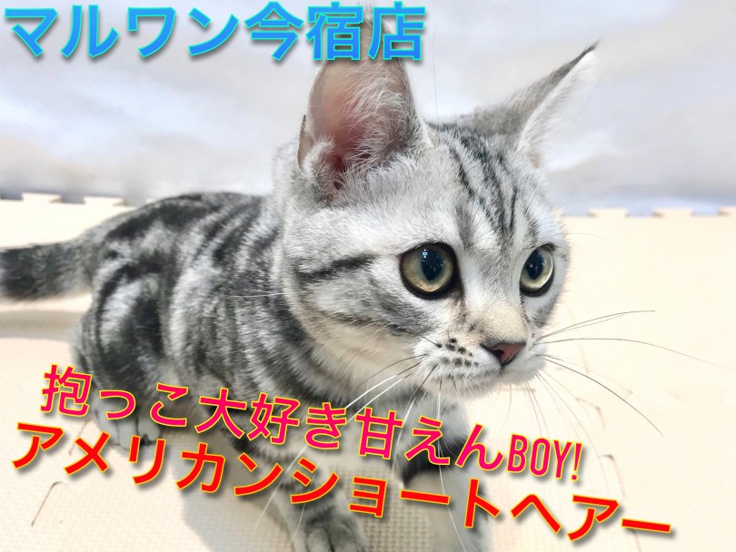 【 アメリカンショートヘア 】抱っこ大好き甘えんBOYのお部屋に潜入！超貴重画像あります！