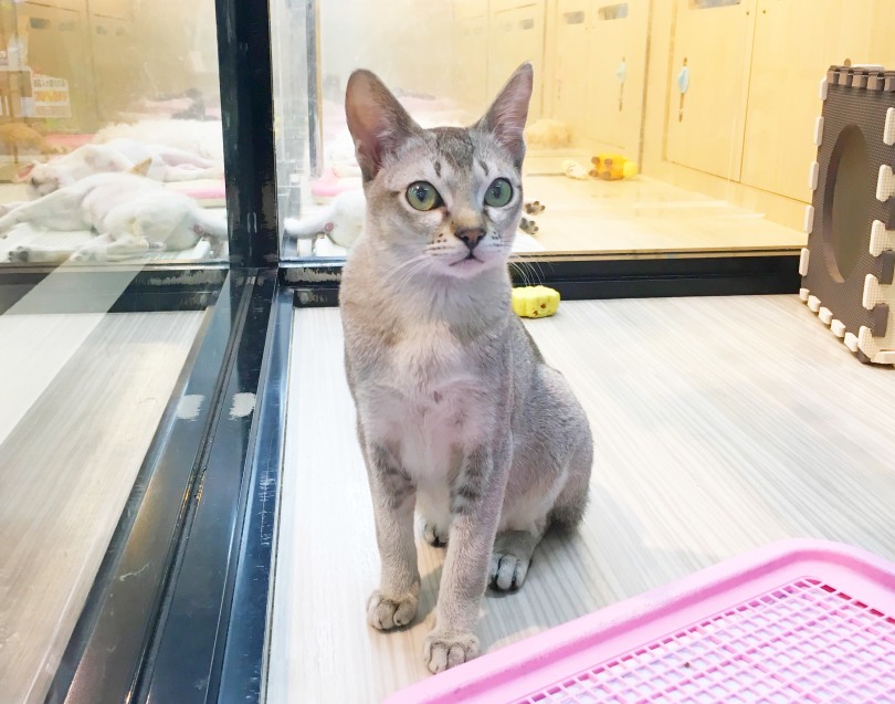 純血猫種の中で世界一小さい猫種 | シンガプーラ （412728） - 武蔵浦和店