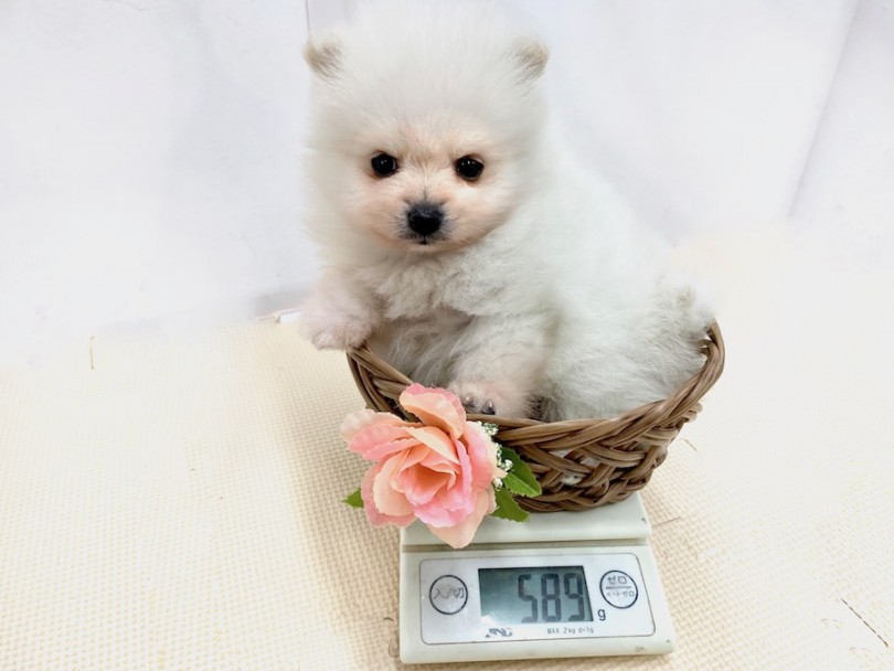 生後50日時点での体重は589g | ポメラニアン （814501） - 相模大塚店