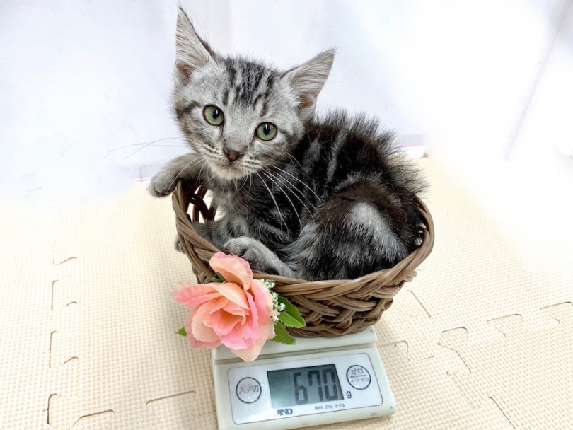 生後50日での体重は670g | アメリカンショートヘア （814500） - 相模大塚店