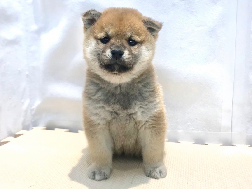 見事なまん丸フェイスに釘付け | 柴犬 （120155） - 今宿店