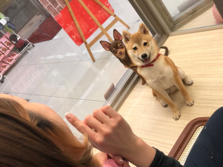フレンドリーで優しい子になりました | 豆柴 （6130742） - 大倉山店