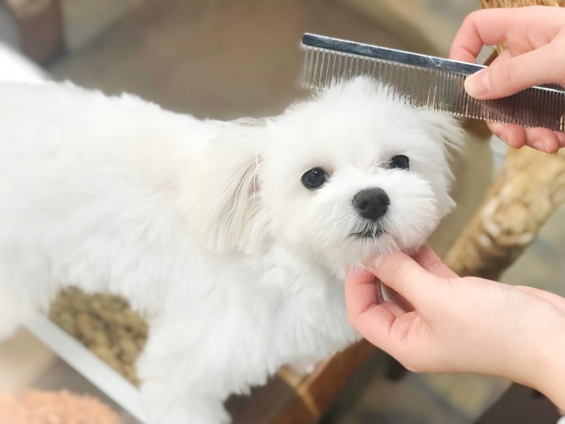 その他のちのち検討したい物 | 初めてのわんにゃん購入ガイド