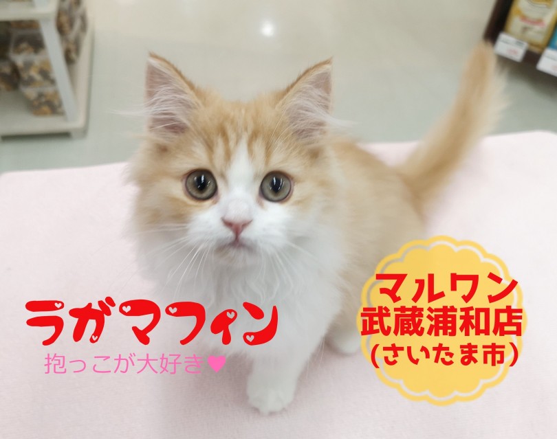 【 ラガマフィン 】長毛がふわふわ可愛い！抱っこしたいならこのニャンコに決まり！