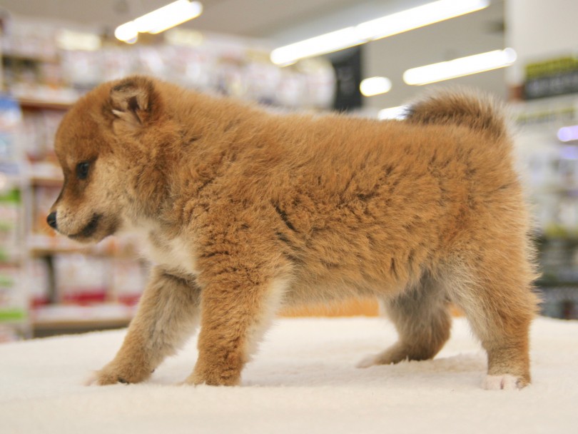  | 柴犬 （116320） - 下丸子店
