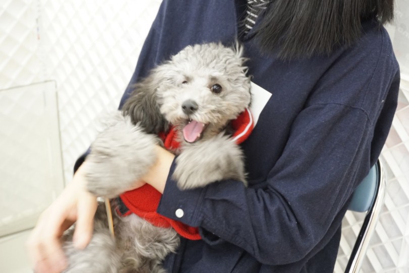 洋ちゃんは人が大好き | 大倉山店パピー教室