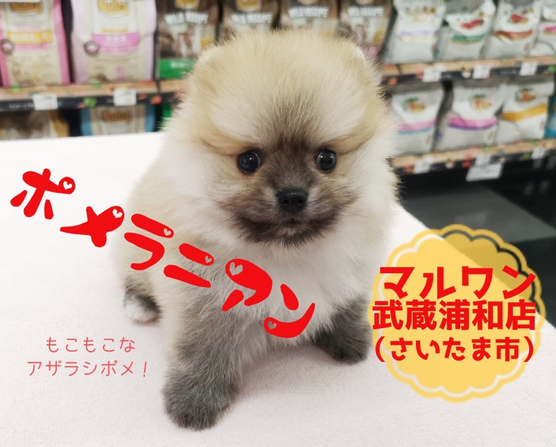 【 ポメラニアン 】最も流行りのアザラシ顔！毛量は爆毛マシマシ！