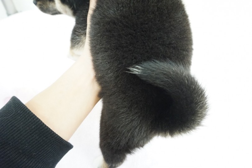 尻尾の先に控えめな白毛発見 | 黒柴犬 （6130770） - 大倉山店