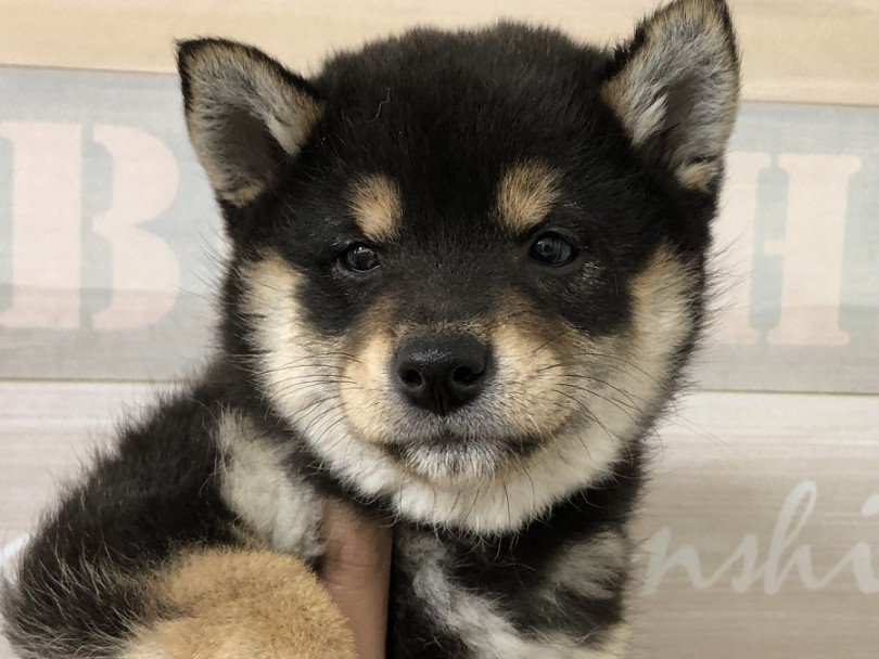 まん丸シルエットの大和撫子顔 | 柴犬 （118314） - 城山店