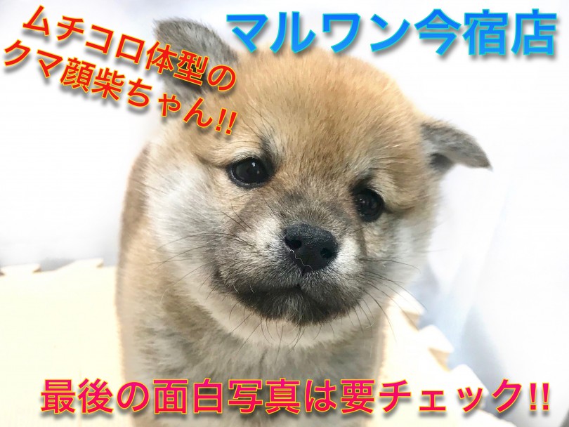 【 柴犬 】ムチコロ体型の子クマ系柴ちゃん！面白可愛い写真は必見です！