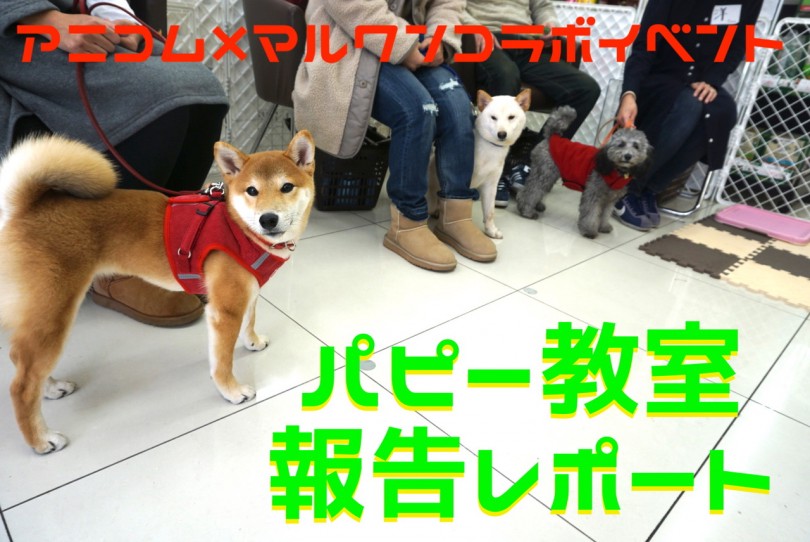 【大倉山店パピー教室】2/13開催・アニコム社協賛パピー教室報告レポート！