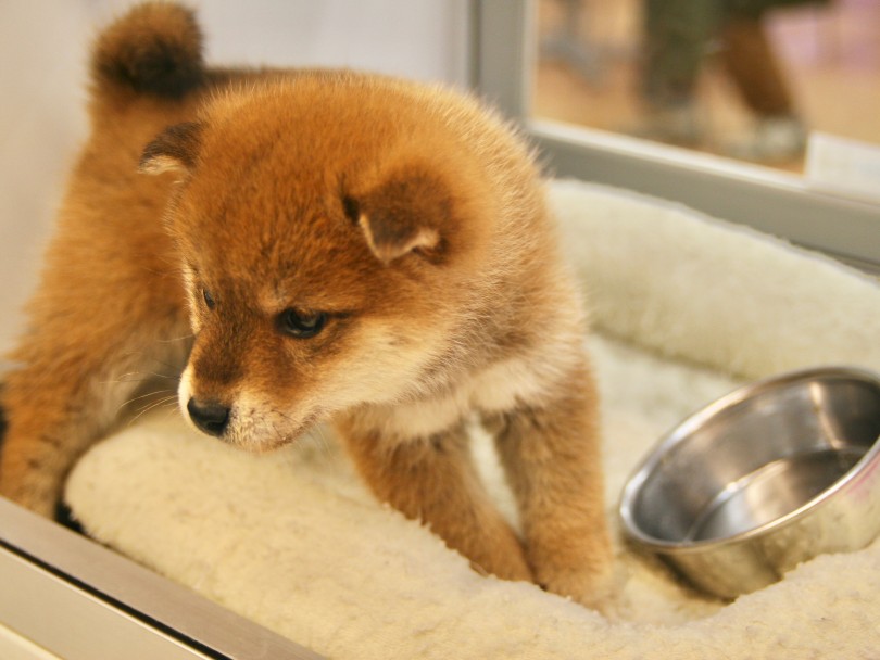  | 柴犬 （116320） - 下丸子店