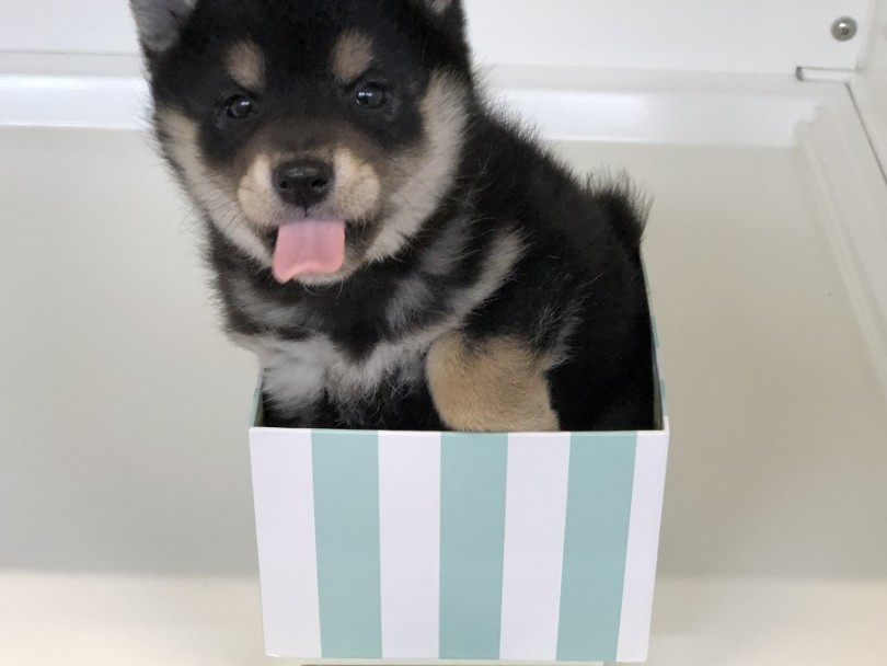 愛嬌たっぷりなポーズ | 柴犬 （118314） - 城山店