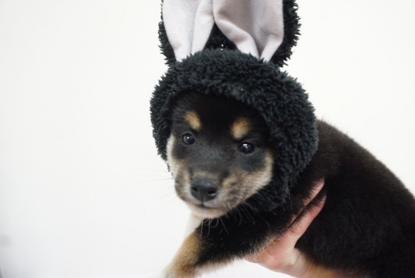 ちょっと迷惑そうな表情も含み可愛い!! | 黒柴犬 （6130770） - 大倉山店