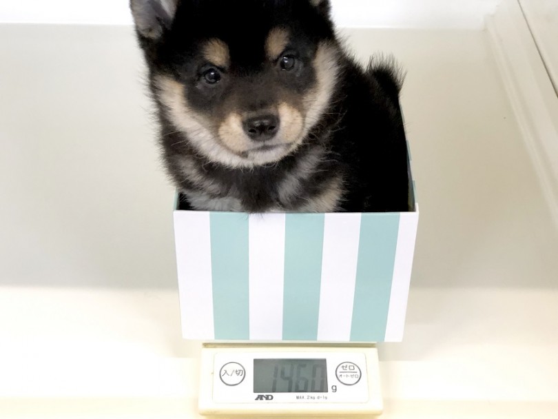 生後74日時点 1.46㎏ | 柴犬 （118314） - 城山店