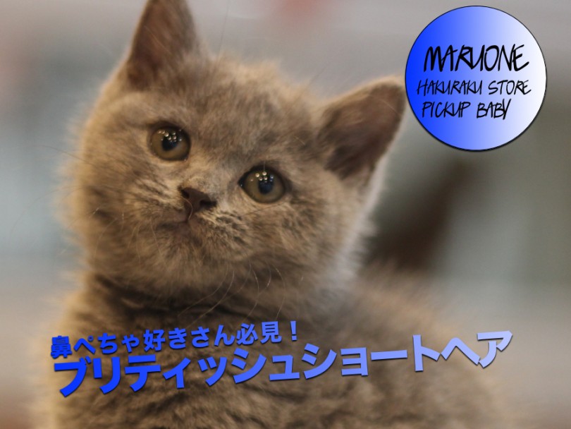 【 ブリティッシュショートヘア 】鼻ぺちゃ好きさん必見！一番人気カラー＆超甘え上手の男の子が登場！