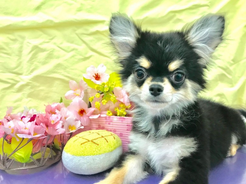 お子さんがいる家庭や多頭飼いにも鎌ケ谷のチーちゃんはオススメです！ | チワワ （117180） - 鎌ヶ谷店
