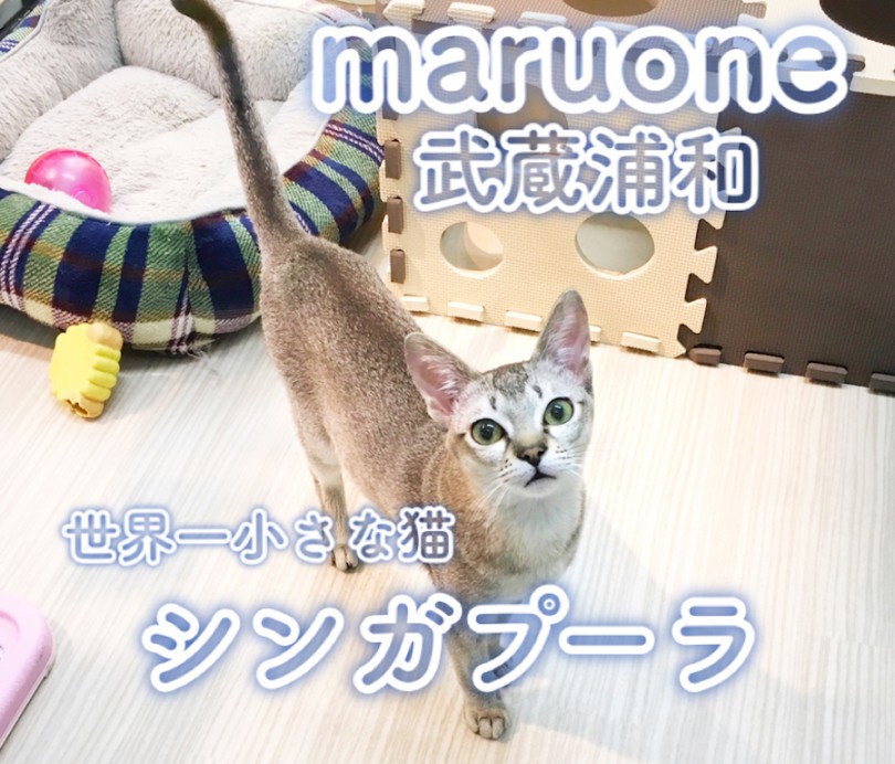 【 シンガプーラ 】肩のりスモールキャット！ワンコと仲良しなデレデレ甘えん坊！