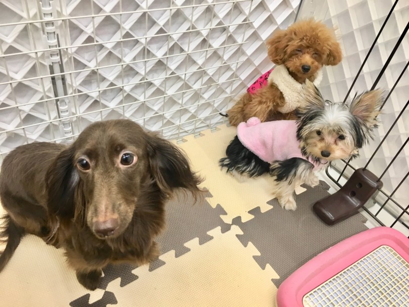 ふれあいの場の提供 | 大倉山店流 パピー キティー 育成術