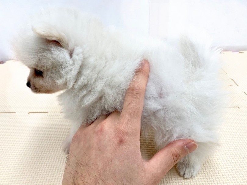指が埋もれてしまう程モッフモフの毛量が最大のポイント | ポメラニアン （814501） - 相模大塚店