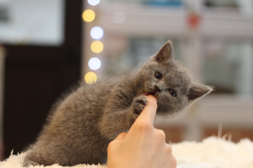 あまえんぼなかわいい瞬間 | ブリティッシュショートヘア （11602） - 白楽店