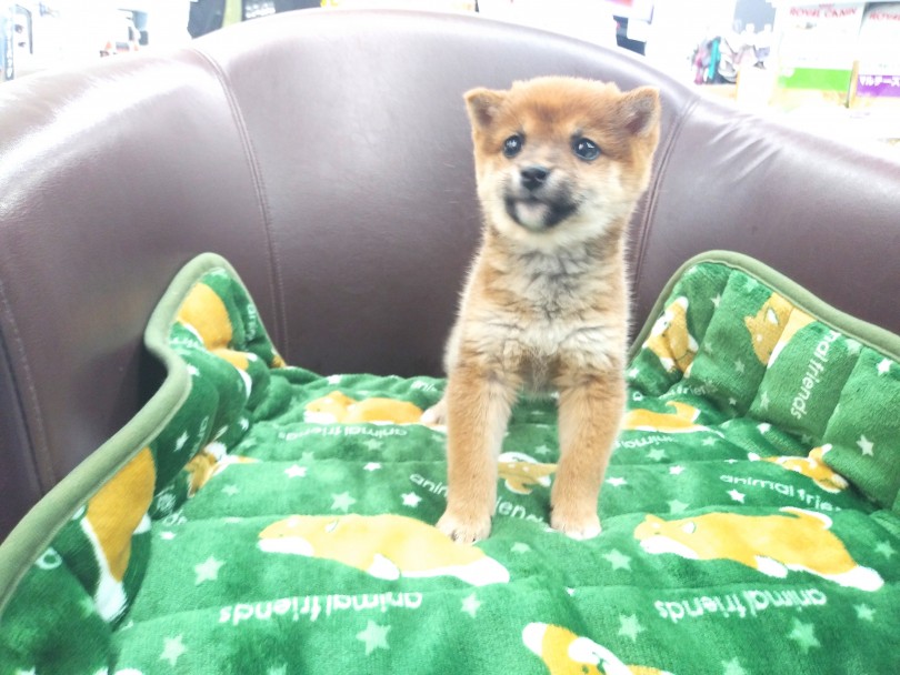 飼い主さんと一緒に育てるペットショップ | 豆柴 （914420） - 志村坂下店