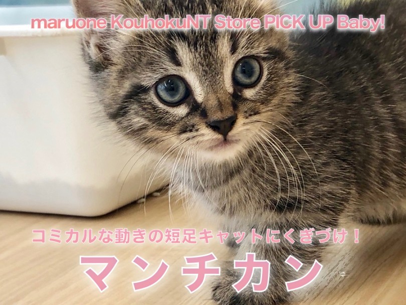 【 マンチカン 】コミカルな動きの短足キャットにくぎづけ！