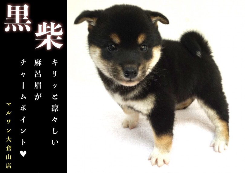 【 黒柴犬 】キリッと凛々しい麻呂眉がチャームポイント!!可愛い被り物にも大注目!!