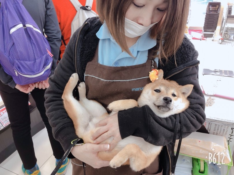 抱っこすると溶けちゃうタイプ（笑） | 豆柴 （6130742） - 大倉山店