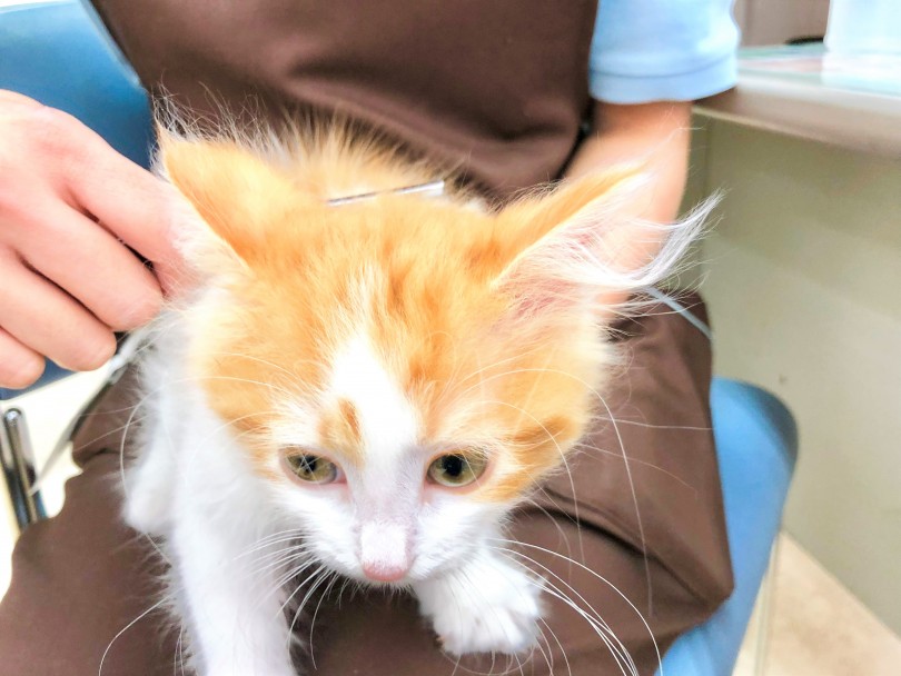 お手入れ中にこんなにも甘えて来るので癒されます。 | ノルウェージャンフォレストキャット （130083） - 高井戸店