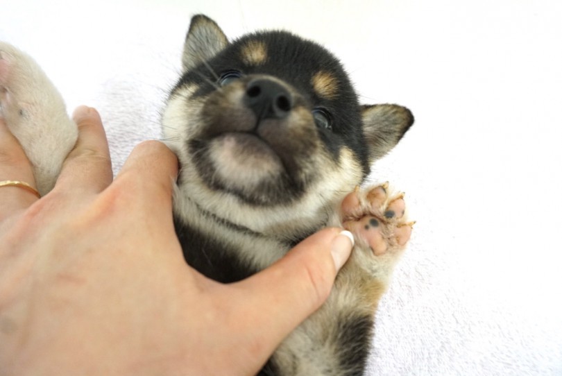 ヘソ天ポーズで信頼度アップ | 黒柴犬 （6130770） - 大倉山店