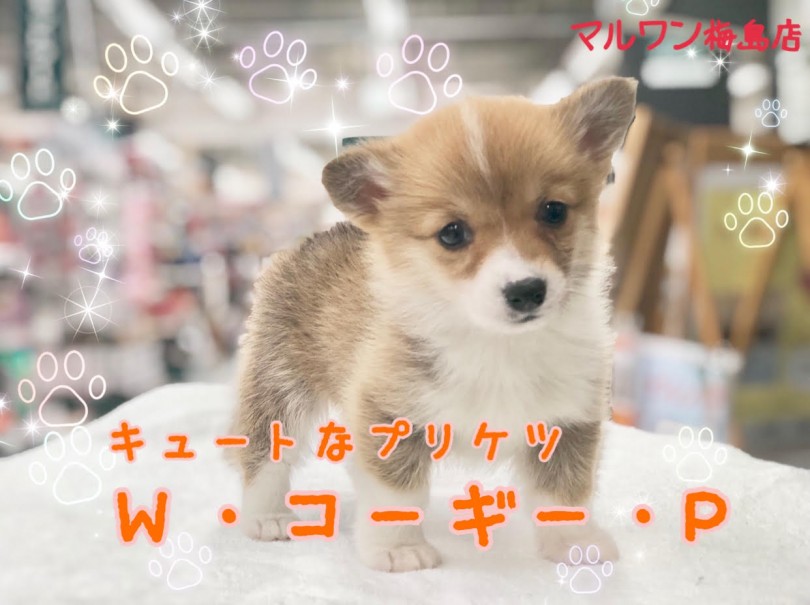 【 コーギー 】警戒心？なにそれ？な甘えたガール！ふりふり動くプリ尻をその目に焼き付けて！