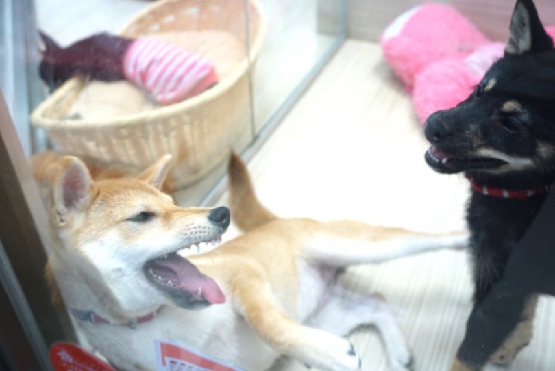 遊びを通じて「噛む力加減」を勉強 | 大倉山店流 パピー キティー 育成術