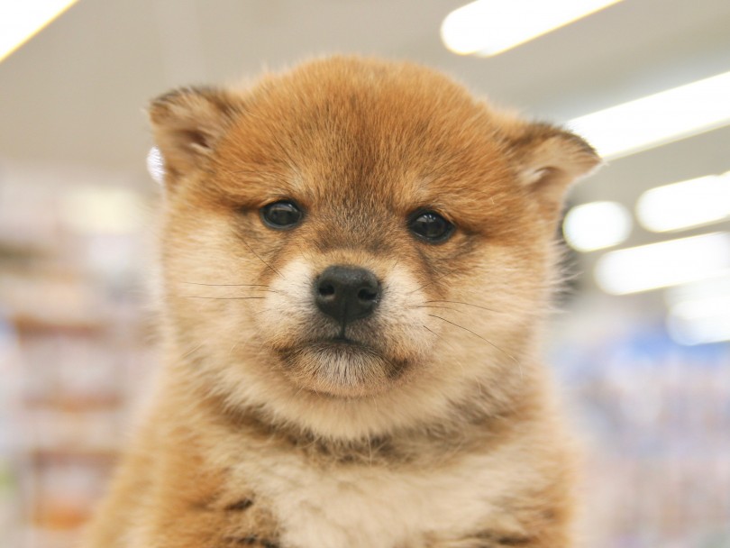  | 柴犬 （116320） - 下丸子店