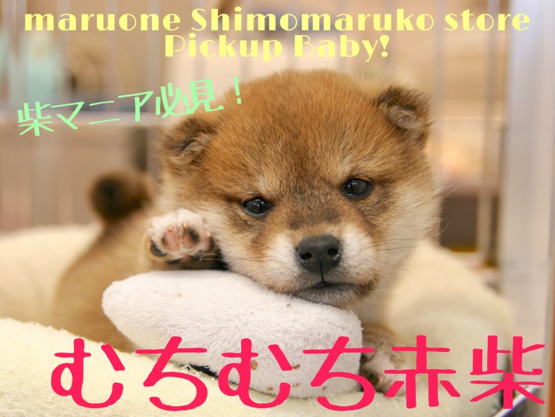 【 柴犬 】柴マニア必見！ごはん大好きむちむち新入り現る！