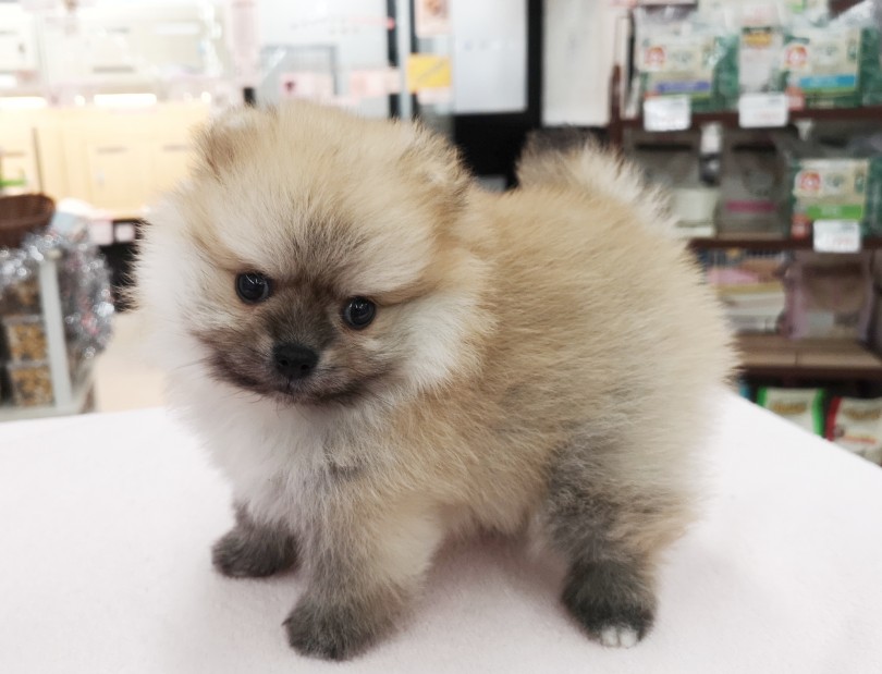 アザラシみたいなポメちゃん | ポメラニアン （412756） - 武蔵浦和店