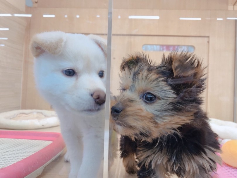 お隣が見えるお部屋で慣れトレーニング | 大倉山店流 パピー キティー 育成術