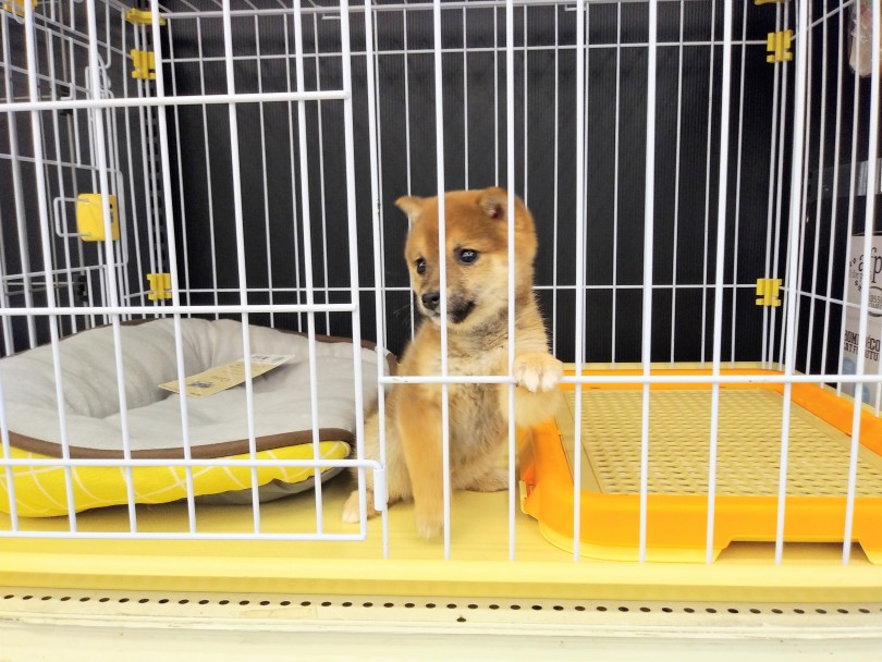 豆柴ちゃんを家族に迎えたらサークル内で生活をスタートしましょう！ | 豆柴 （914420） - 志村坂下店