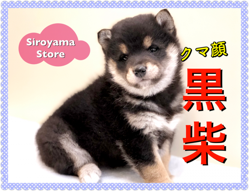 【 クマ顔 黒柴 】動くぬいぐるみ！？極上の愛らしさを備えたクマ顔柴犬！