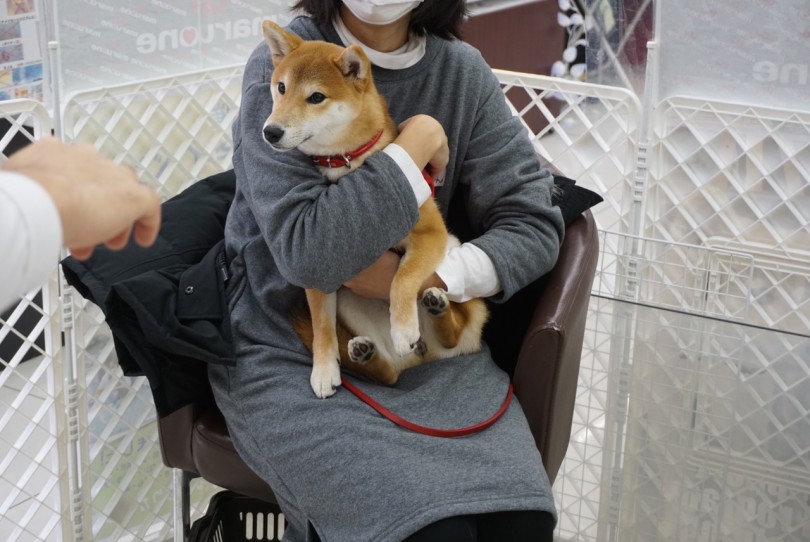 基本の抱っこは顎下ホールド | 大倉山店パピー教室