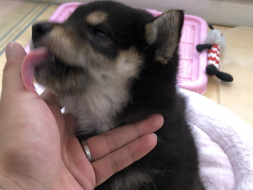 人が大好き フレンドリー | 柴犬 （118314） - 城山店