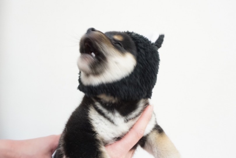 可愛いウサギコスプレ | 黒柴犬 （6130770） - 大倉山店