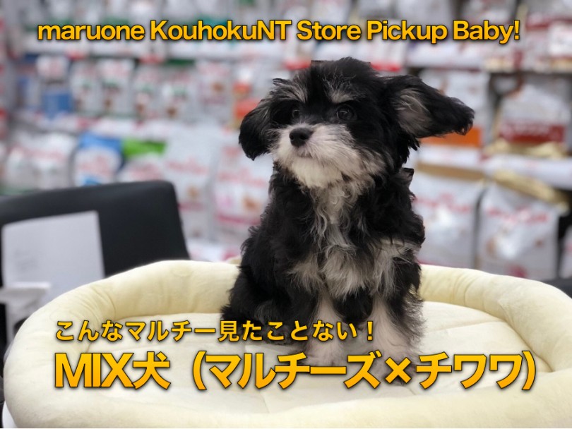 【 MIX犬 】こんなマルチー見たことない！