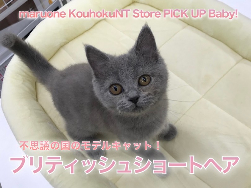 【 ブリティッシュショートヘア 】不思議の国のブリちゃん！