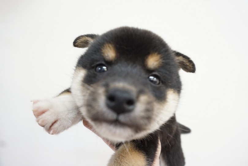 マルワン1の柴犬好きな私 | 黒柴犬 （6130770） - 大倉山店