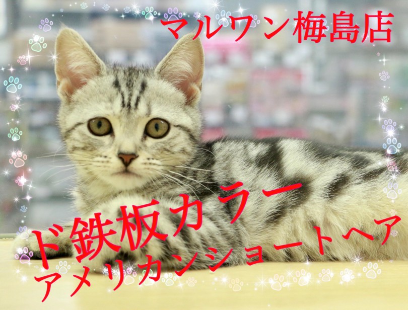【 アメリカンショートヘア 】思わず見とれてしまうスーパーモデルのような脚線美に要注意です！