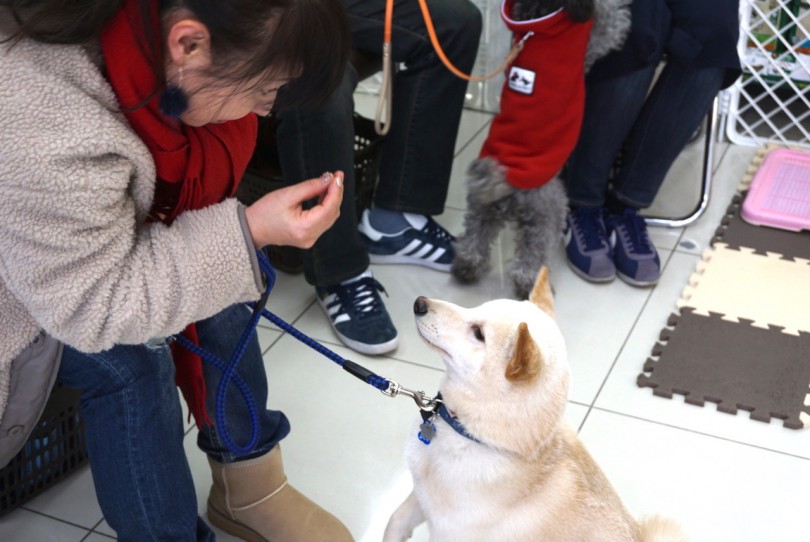 アイコンタクトまでばっちり | 大倉山店パピー教室