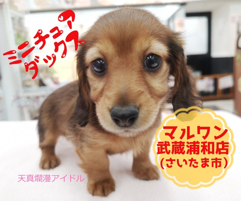 【 ミニチュアダックスフント 】垂れ目な短足レディ！パパはカニンヘンの小さめサイズ