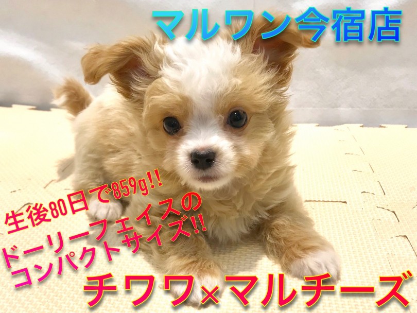 【 チワワ×マルチーズ 】生後80日で859g！白い靴下を履いたミルクティーボディの癒し系最強MIX！