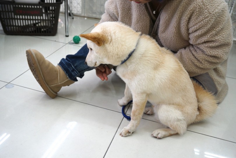 フセまであと一歩!!頑張れしろちゃん! | 大倉山店パピー教室